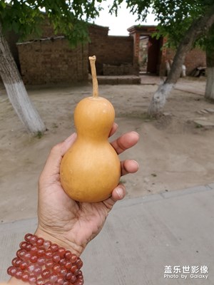 誤入小院，尋得異形葫蘆一枚！為愛的人祈福！