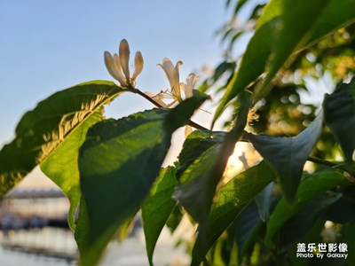 隨手拍
