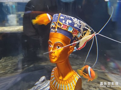 【你好，六一】+海洋館一日游