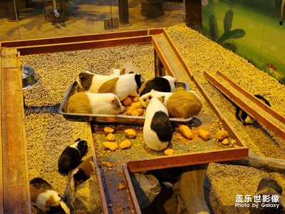 【你好，六一】   小動物     童心未泯