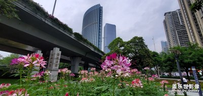 來幾張花花草草照