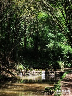 【光影生活】+綠色深處