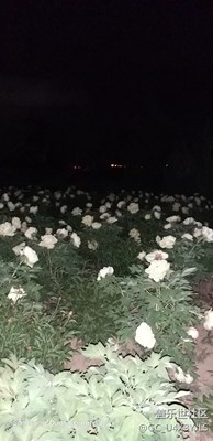 光影生活十夜拍牡丹園