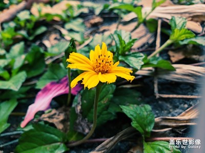 【光影生活】+花夏繽紛