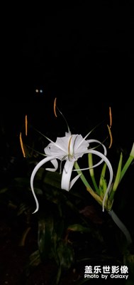 隨手一拍，剛剛開的花