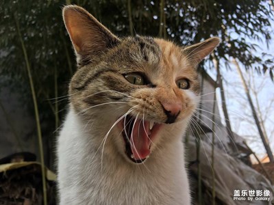 酷暑難耐，心情莫名煩躁不安。