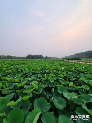 臺兒莊國家運(yùn)河濕地公園