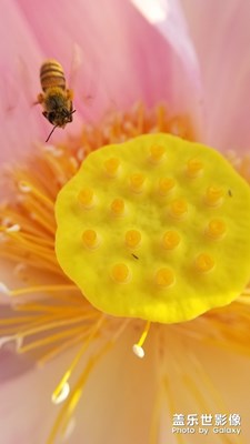 【夏日色彩】+碧葉紅蓮