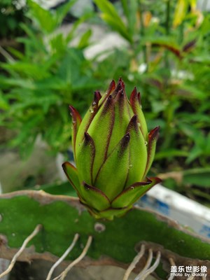 【盛夏時光】+盛夏的果實