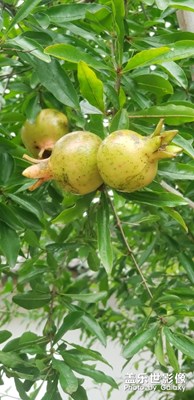 端午節(jié)快樂