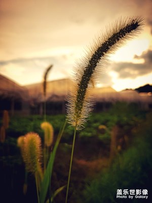 [盛夏時光]+夏日偶拍