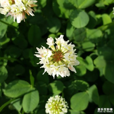 【盛夏時光】+小花