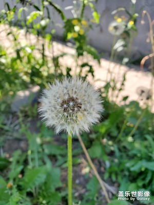 婆婆丁的美啊??