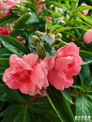 【與世界相遇】山雨滿樓