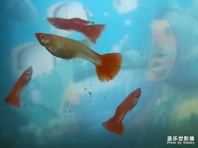 【與世界相遇】抓拍的魚