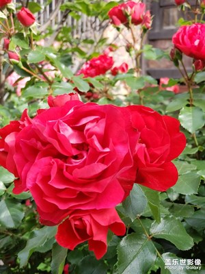 ??????愛花花，喜歡拍拍，帶刺的花，野性，飽滿！??