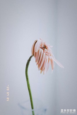 凋落的姿態(tài)。