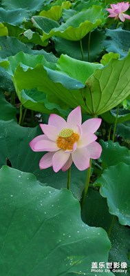 夏雨荷