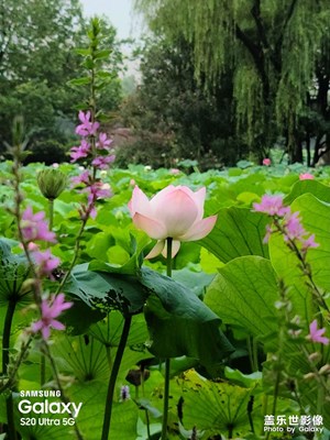接天蓮葉無窮碧，映日荷花別樣紅