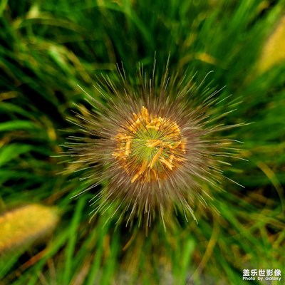 2020.07.25日常隨拍