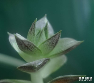 記錄此刻－那些花