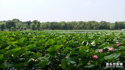 【生活隨手拍】+荷花