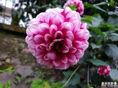 【生活隨手拍】+夏日時(shí)光