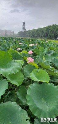 夏雨荷