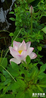 鄉(xiāng)下荷花