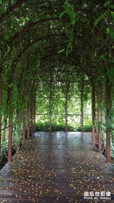 揣著三星晨跑，隨拍路邊小景