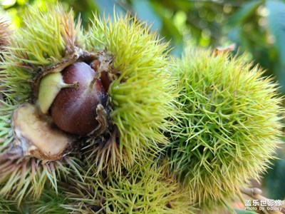 百年板栗樹(shù)