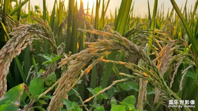 收獲的季節(jié)