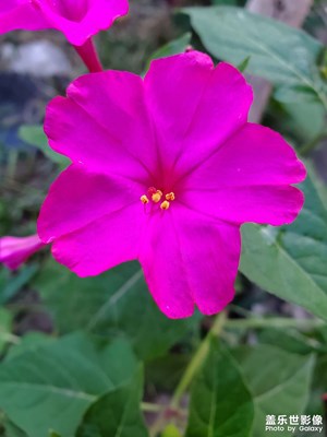 秋日私語 晨霧 花 葉