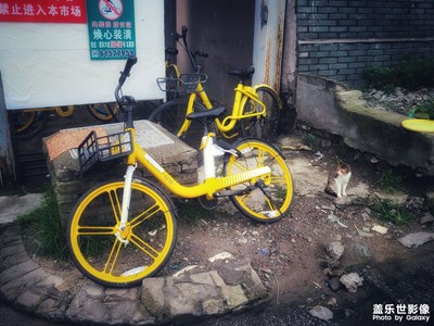 共享貓與共享單車