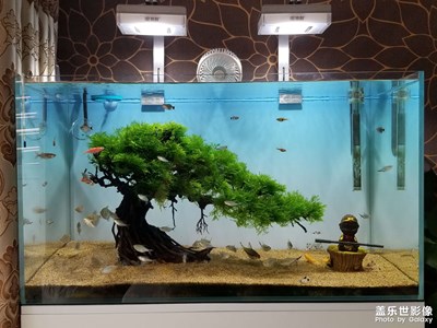 一樹成景的魚缸