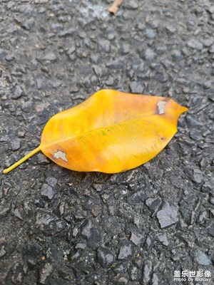 【天下秋】+ 葉子