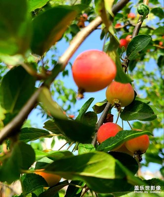 秋日路邊隨拍新鮮出爐