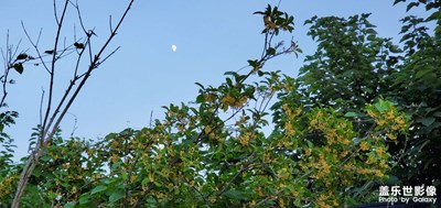 【天下秋】+丹桂飄香