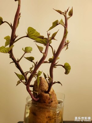 紅薯出長(zhǎng)成