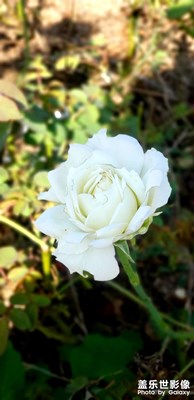 花花世界，爭相斗艷