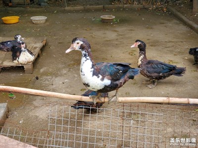 家里養(yǎng)的*，真不漂亮