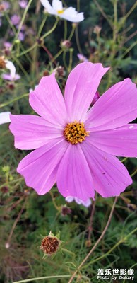 路邊的野花不要采