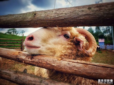 星之旅拍 — 草多多牧場