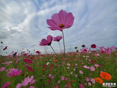 【假日麗影】+吃喝玩樂的假期