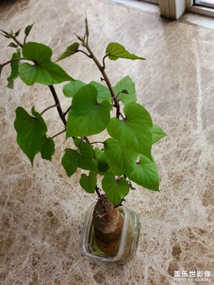 紅薯漲勢(shì)良好