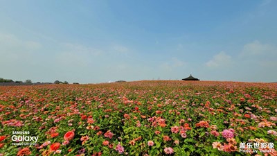 拈花灣“梵天花海”影集