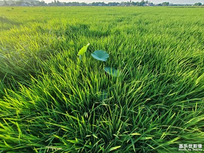 【我生活的地方】+淡雅鄉(xiāng)村