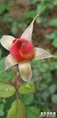 【我生活的地方】家門口的花