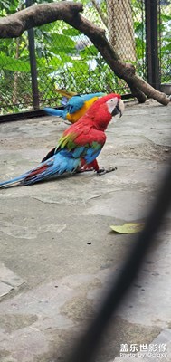 【多彩深秋】+動物園秋色