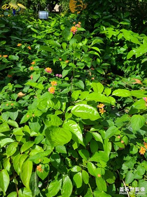 多彩深秋+深圳綠